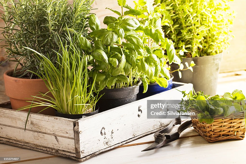 Mixed herbs in pots