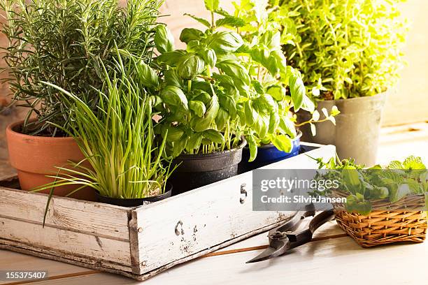 mixed herbs in pots - kruidengeneeskunde stockfoto's en -beelden