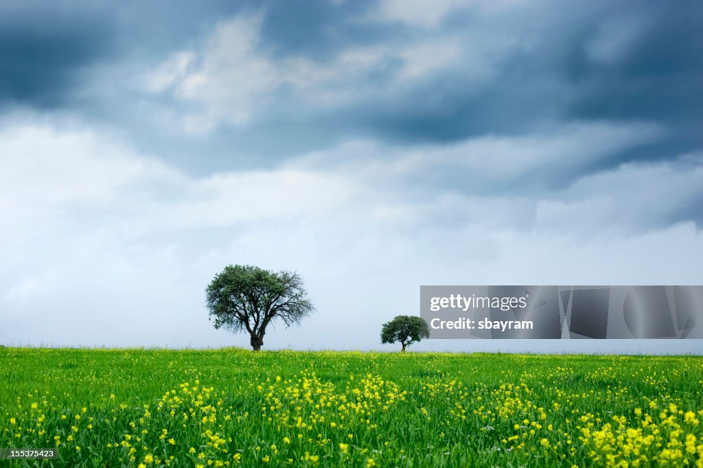 Green Landscape