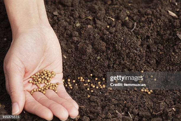 cilantro-samen - seeding stock-fotos und bilder