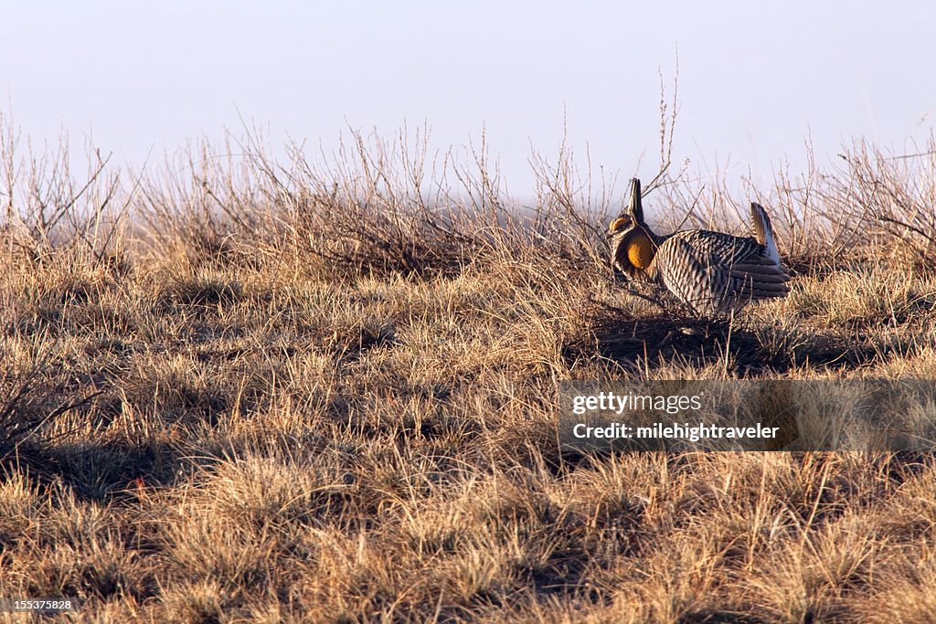 Greater prairie chickens on lek northeast Colorado