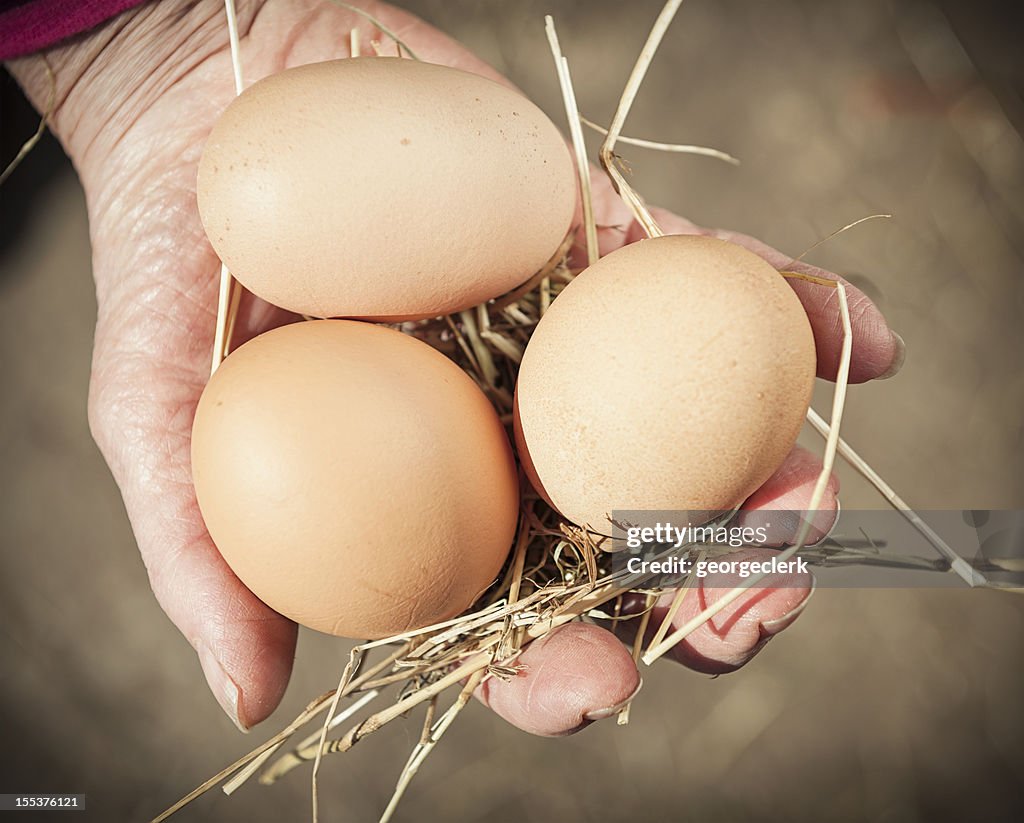 Collecte des œufs de plein air