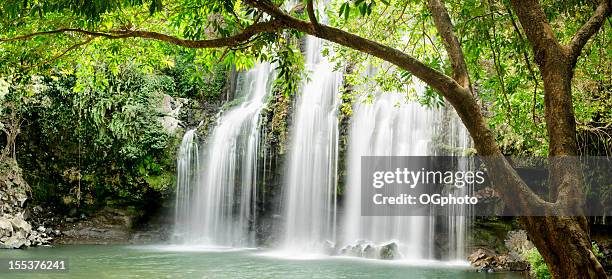 xxxl: panoramic of tropical waterfall with backlit leaves - ogphoto and costa rica stock pictures, royalty-free photos & images