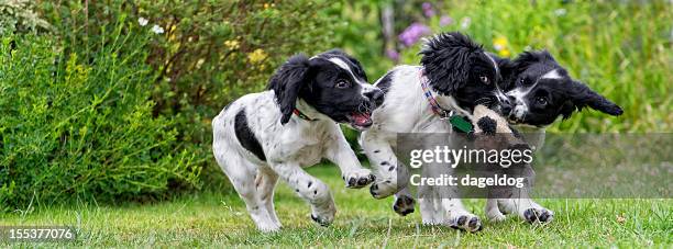 the mugging! - springer spaniel stock pictures, royalty-free photos & images