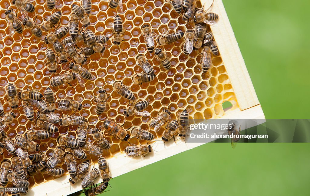 Bees On A Frame