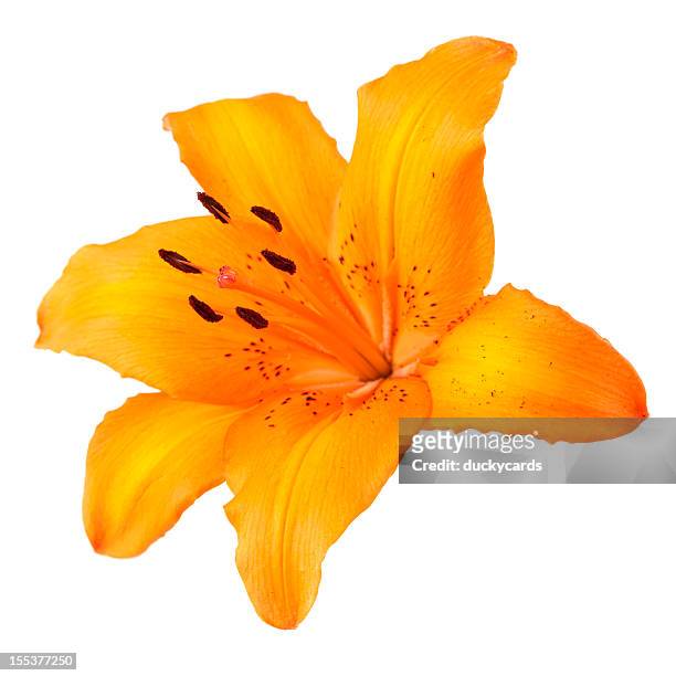 giglio arancione su bianco - tiger lily flower foto e immagini stock
