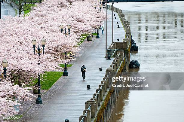 bicycling past spring blossoms in rainy portland, oregon - willamette river bildbanksfoton och bilder