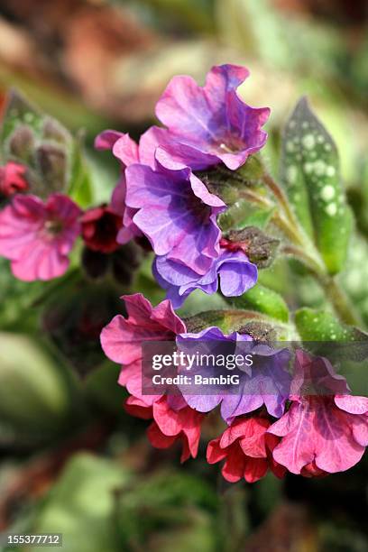 lungwort - pulmonaria officinalis stock pictures, royalty-free photos & images