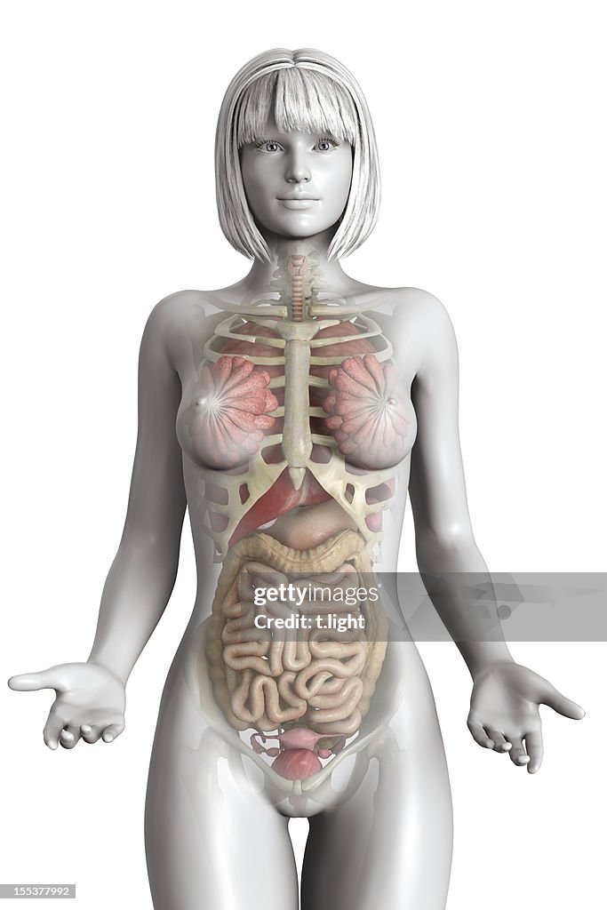 Realistic female anatomy model