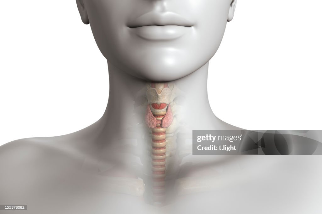 Thyroid gland