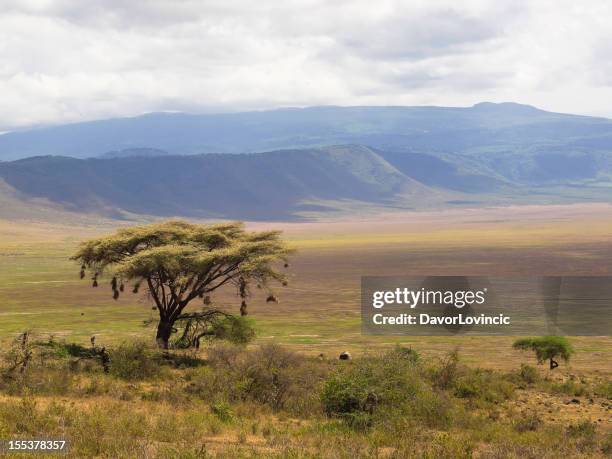 árbol de ngorongoro - región de arusha fotografías e imágenes de stock