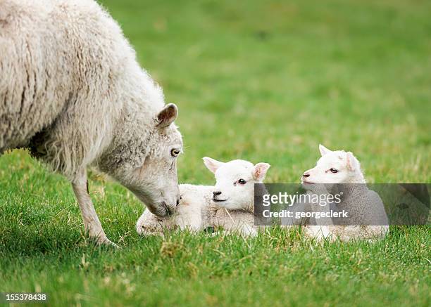 mother ewe nurturing her lambs - lammetje stockfoto's en -beelden