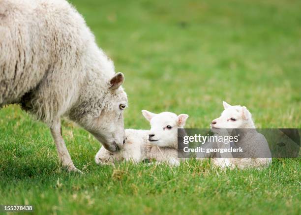 mother ewe nurturing her lambs - newborn animal stock pictures, royalty-free photos & images