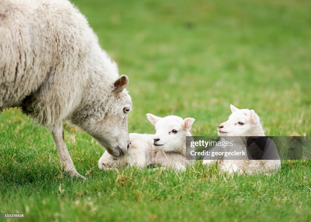Mother ewe nurturing her lambs
