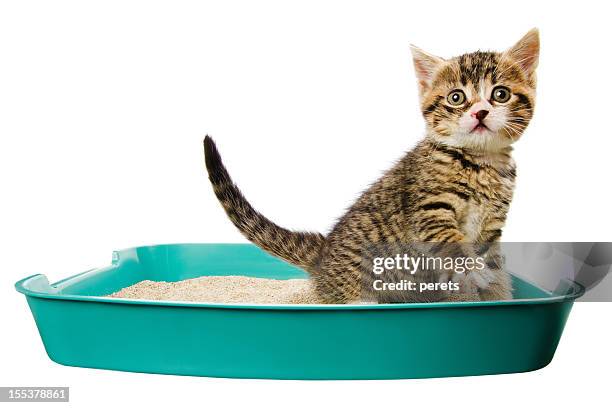 kitten in the litter box - cat in box stock pictures, royalty-free photos & images