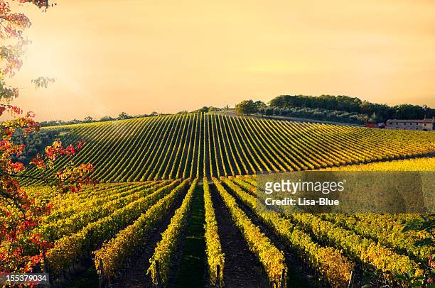 vineyard at sunset - chianti streek stockfoto's en -beelden
