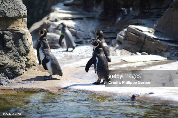 magellanic penguins - magellan penguin stock pictures, royalty-free photos & images