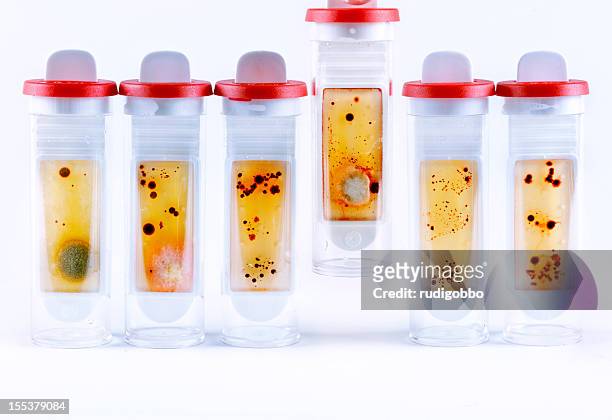 microbiología tubos de ensayo - levadura fotografías e imágenes de stock