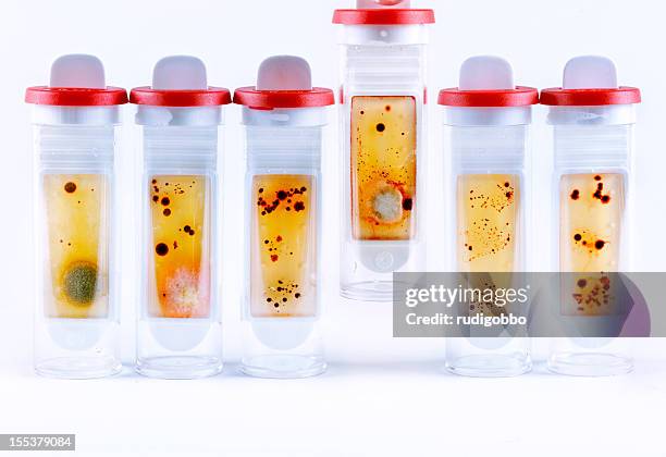 microbiology test tubes - yeast laboratory stock pictures, royalty-free photos & images