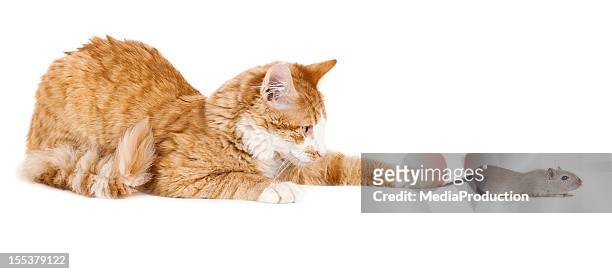 69 Cat Catches Mouse Photos and Premium High Res Pictures - Getty Images