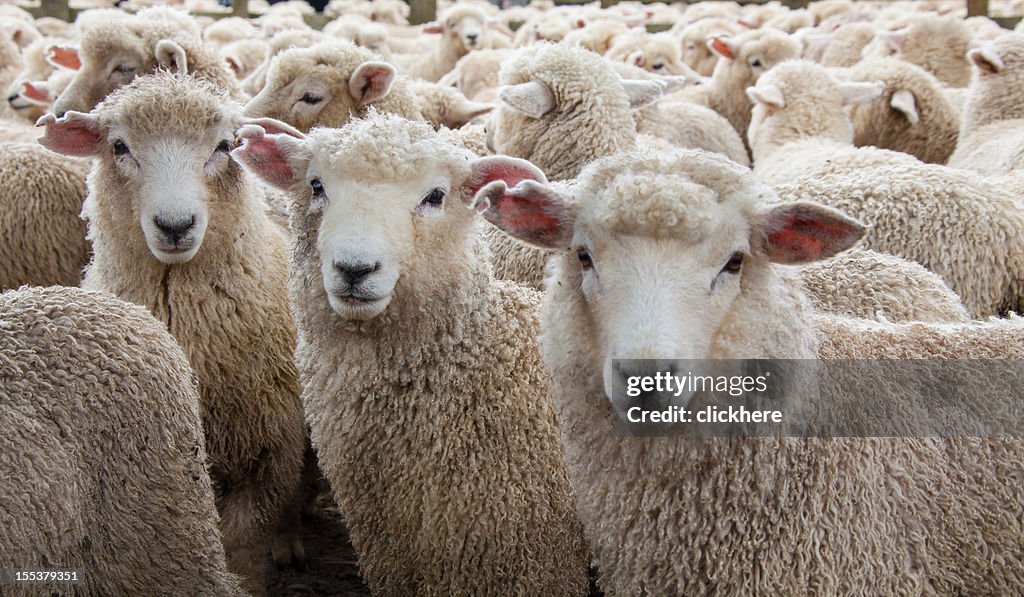 Sheep Herd in New Zealand