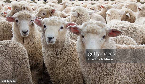 ovelha manada na nova zelândia - carneiro imagens e fotografias de stock