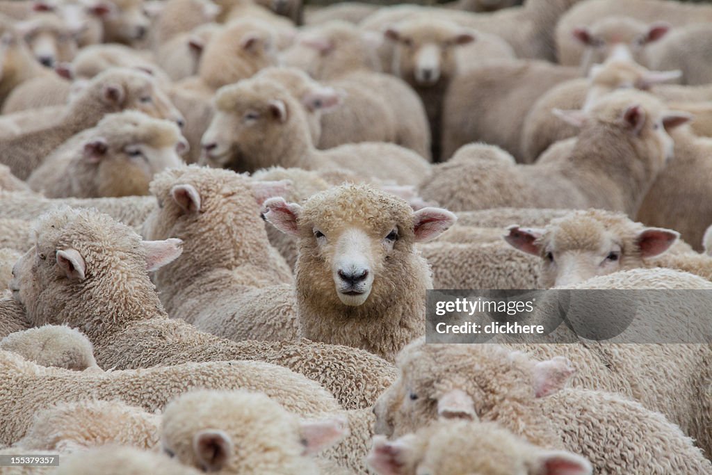 Sheep Herd in New Zealand 2
