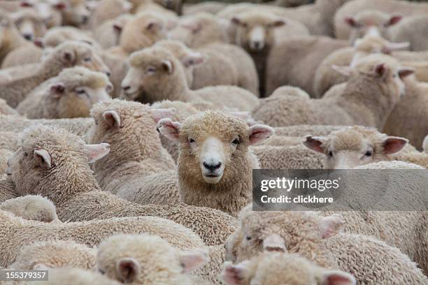 sheep herd in new zealand 2 - flock stock pictures, royalty-free photos & images