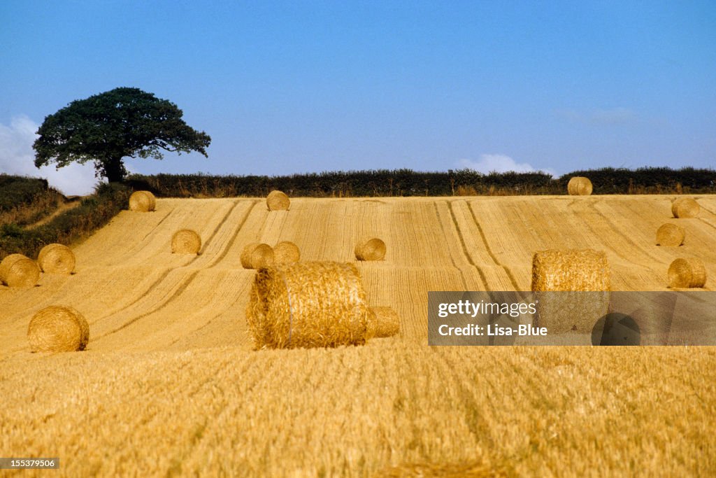 There Are Bales