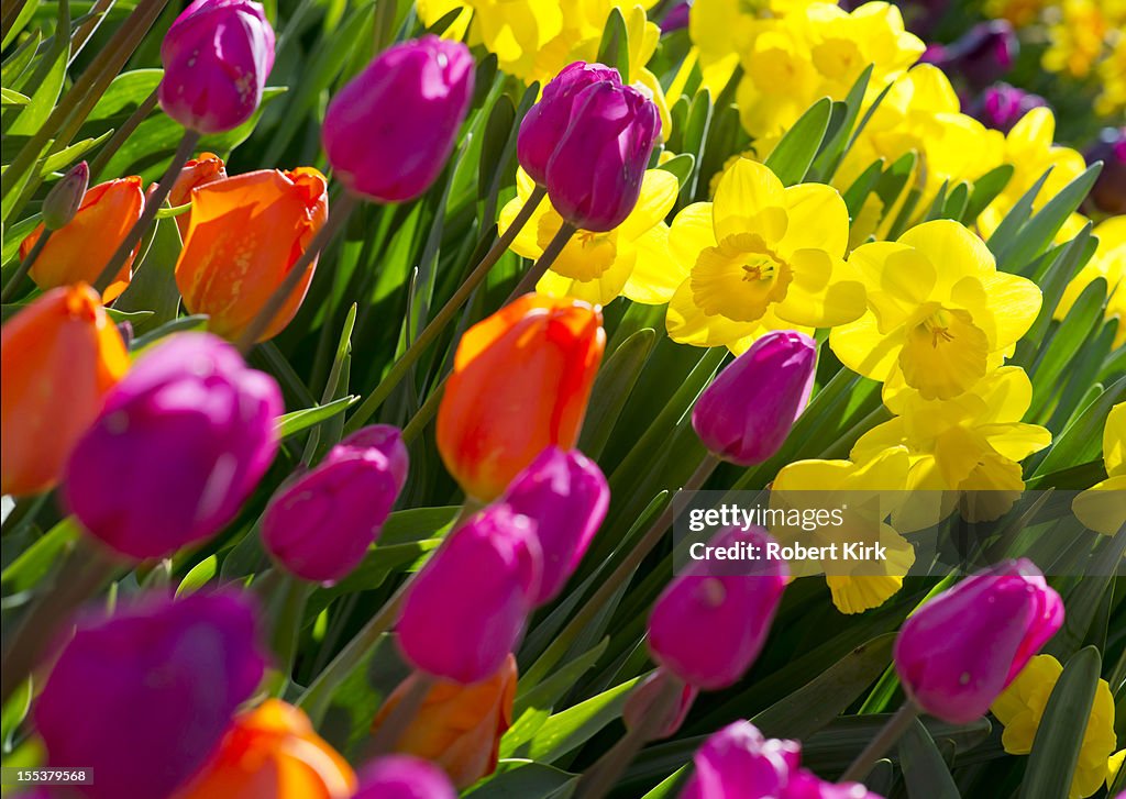 Narzissen und Tulpen