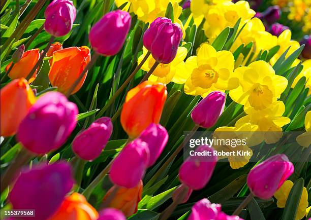 daffodils e túlipas - daffodil imagens e fotografias de stock