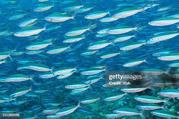 school of dark-banded fusilier pterocaesio tile, komodo national park, indonesia - pterocaesio tile stock pictures, royalty-free photos & images
