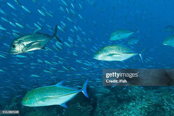 hunting giant trevally and bluefin trevallies, komodo national park, indonesia - bluefin trevally stock pictures, royalty-free photos & images