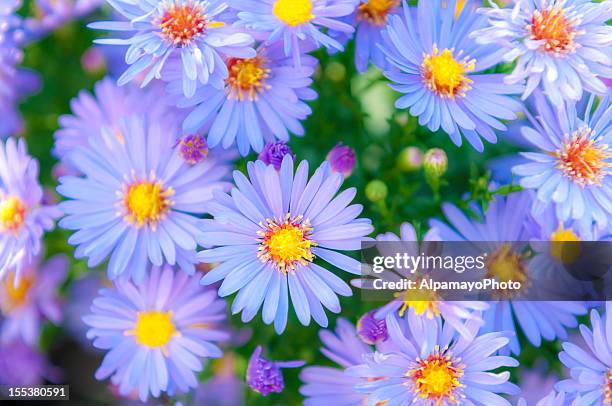 new england aster flowers - i - aster stock pictures, royalty-free photos & images
