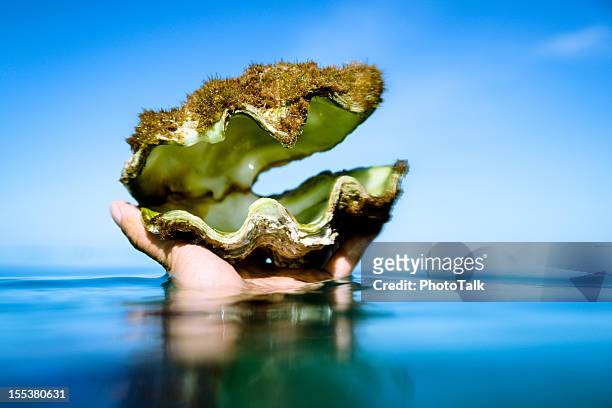 wunderschöne jakobsmuscheln shell-in-hand - vollständig aufgeknöpft stock-fotos und bilder