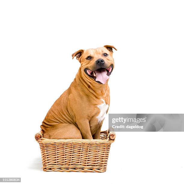 staffy in the basket - staffordshire bull terrier stock pictures, royalty-free photos & images