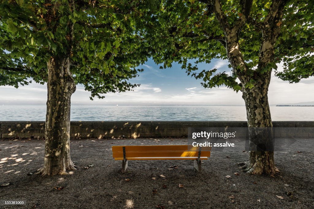 Yellow bench under maple trees at promenade