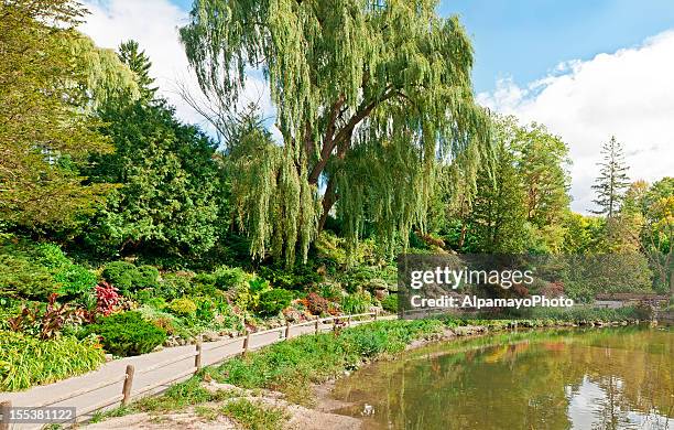 urban park in late summer/early autumn season - i - wax begonia stock pictures, royalty-free photos & images