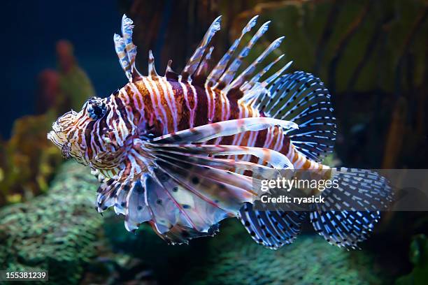 pterois - lionfish foto e immagini stock