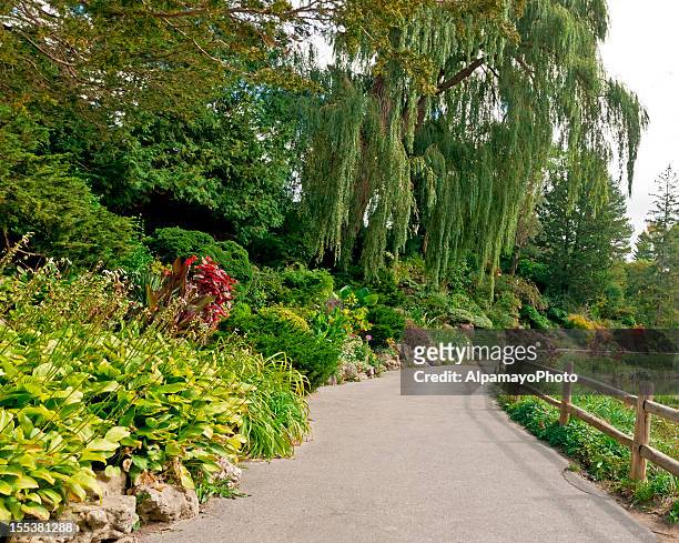 urban park in late summer/early autumn season - iv - wax begonia stock pictures, royalty-free photos & images