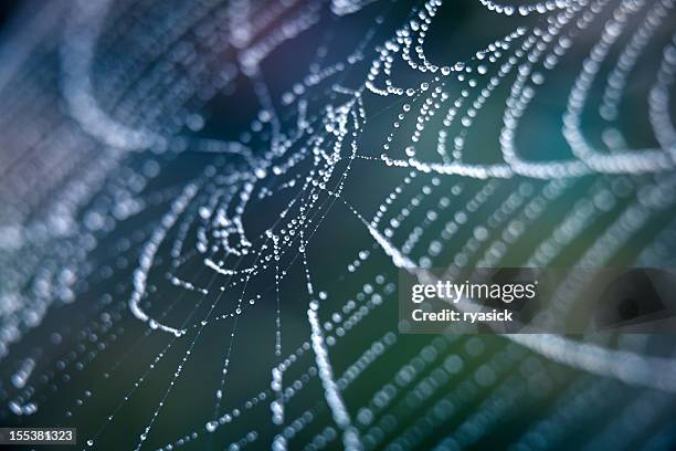 extreme closeup spiderweb with dew - dew stock pictures, royalty-free photos & images