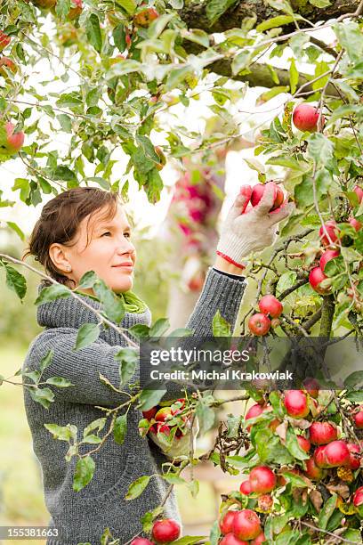 picking apples - apple tree stock pictures, royalty-free photos & images