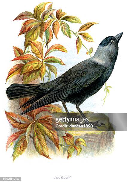 western jackdaw - corvus monedula - old crow stock illustrations