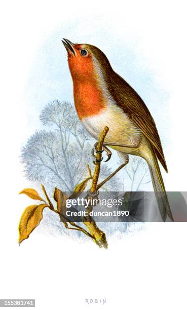 illustrations, cliparts, dessins animés et icônes de robin-erithacus rubecula européenne - rouge gorge