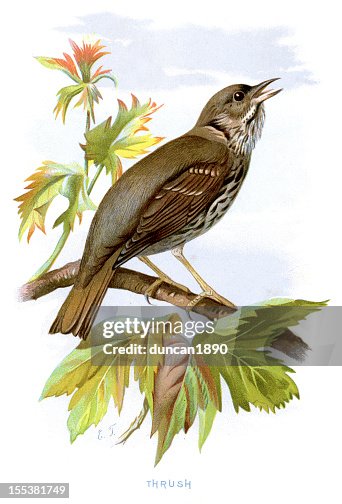 Thrush Thrush