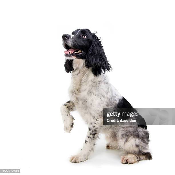 black and white dog sitting with one paw raised - cheerful dog stock pictures, royalty-free photos & images