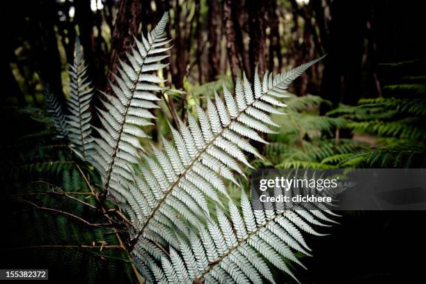 Silver Fern New Zealand High-Res Stock Photo - Getty Images