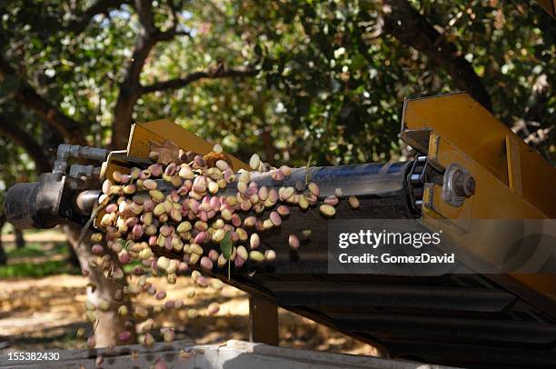 ripe pistachio being harvested with a mechanical shaker - pistachio tree 個照片及圖片檔