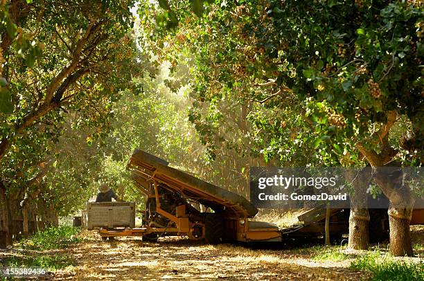 ripe pistachio being harvested with a mechanical shaker - pistachio tree 個照片及圖片檔