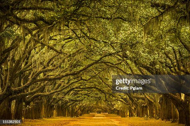 oak tree road path through the forest - tropical deciduous forest stock pictures, royalty-free photos & images